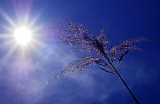 Inscription au registre plan canicule CCAS