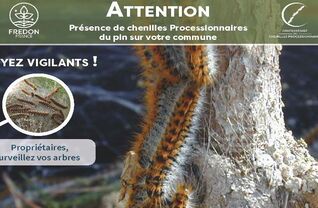 Chenilles processionnaires : comment réagir ?